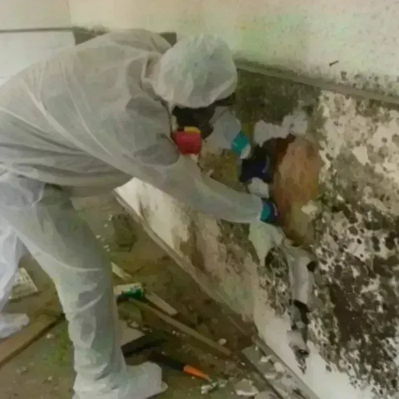 Mold Remediation and Removal in Salmon Brook, CT